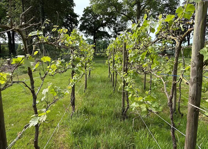 Boutique Tent 'pruum' Op Unieke Plek In Het Met Luxe Bed خيمة فخمة
